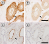 Fig. 8.