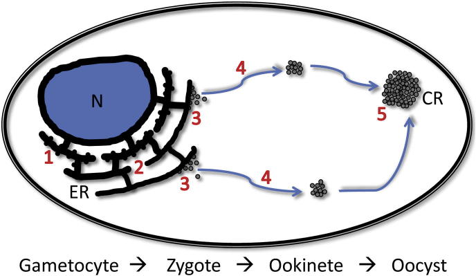 Fig. 8