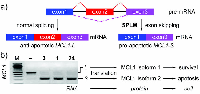 Figure 12