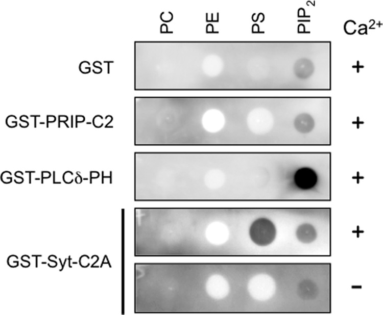 FIGURE 2.