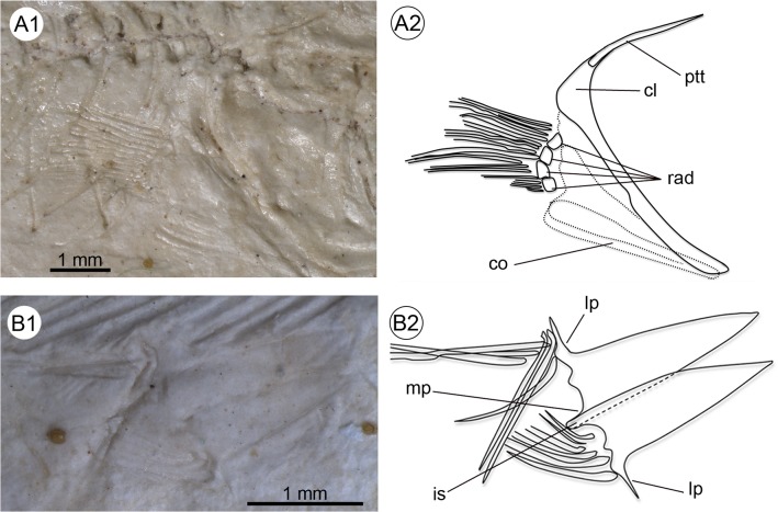 Fig 6