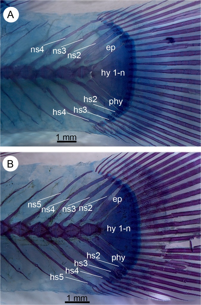 Fig 13