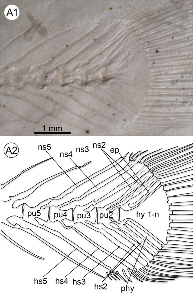 Fig 9