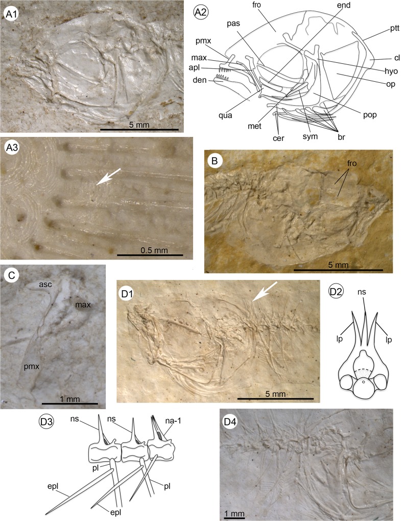 Fig 4