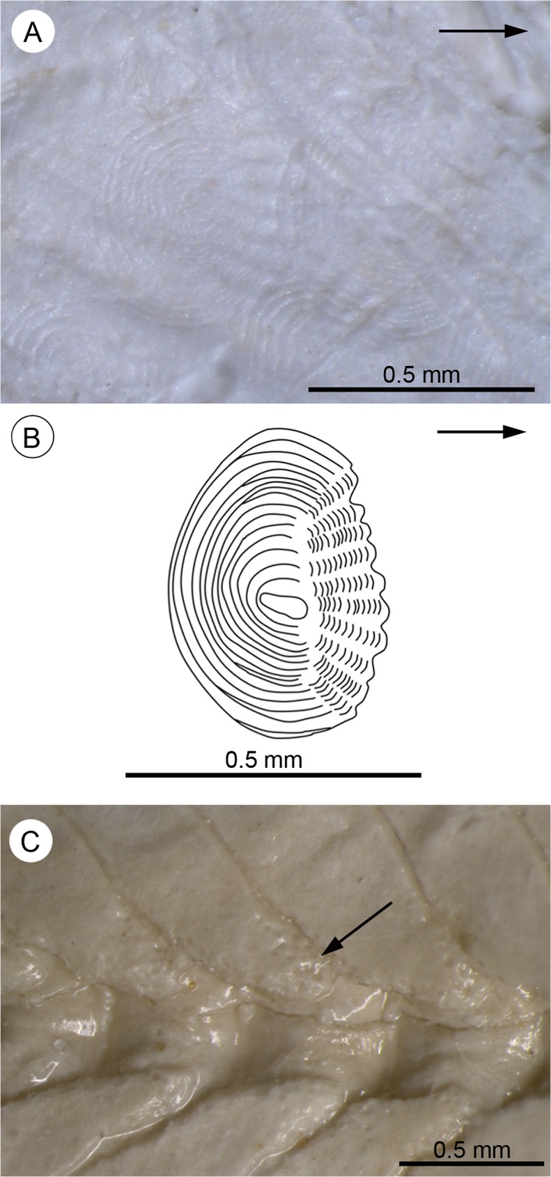 Fig 12