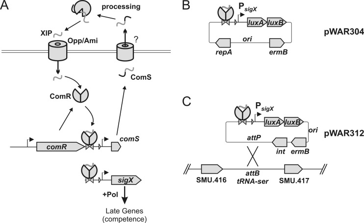 Fig 1