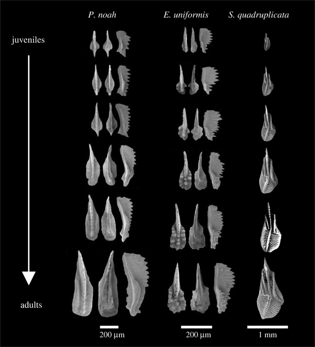 Figure 4. 