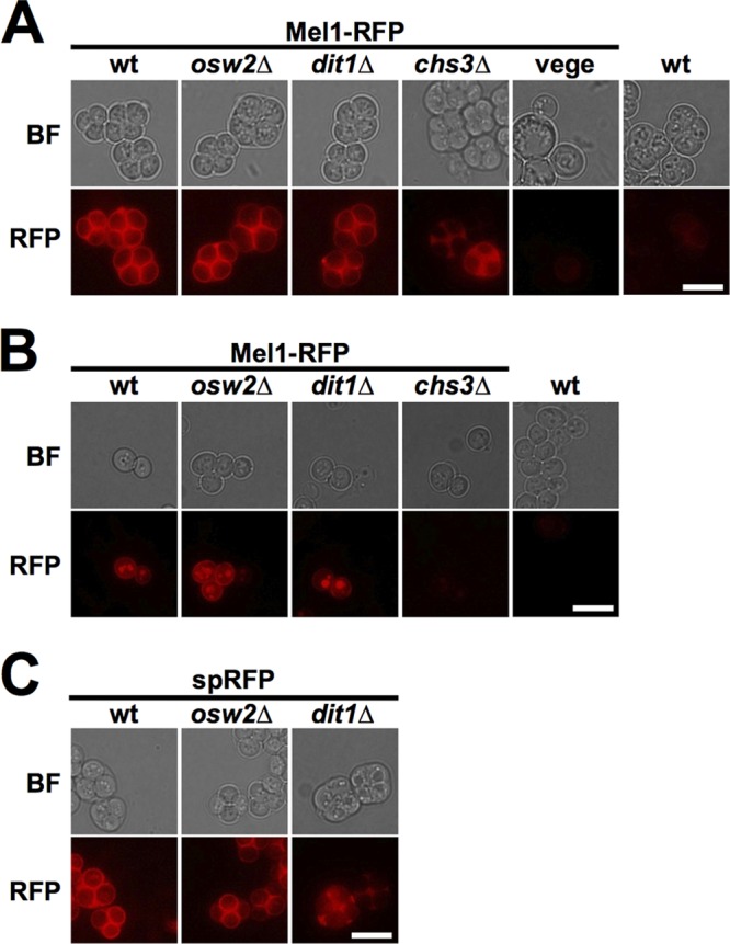 FIG 2