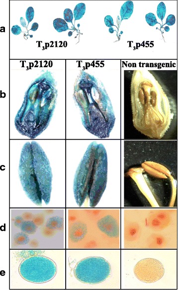 Fig. 8