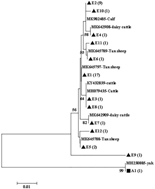 Prevalence And Molecular Characterization Of Giardia Duodenalis In