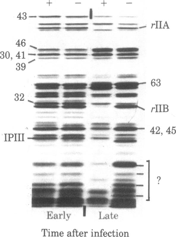 graphic file with name pnas00659-0044-a.jpg