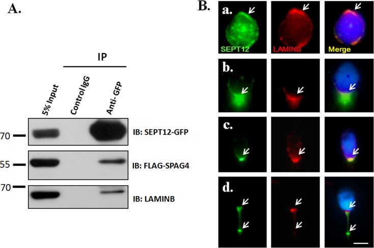 Fig 6