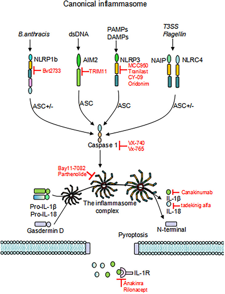 Figure 2