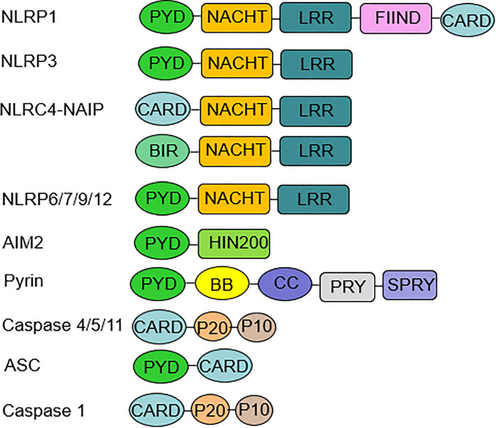 Figure 1