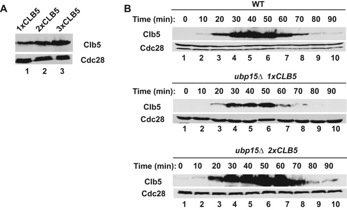 FIGURE 4: