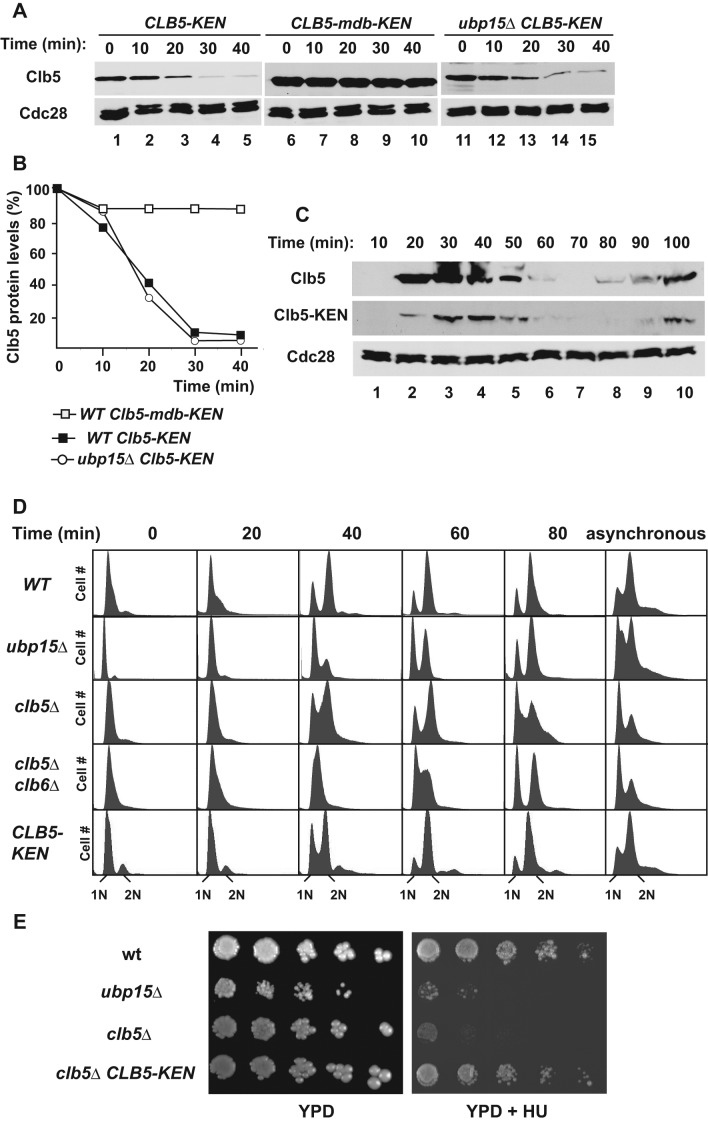 FIGURE 6: