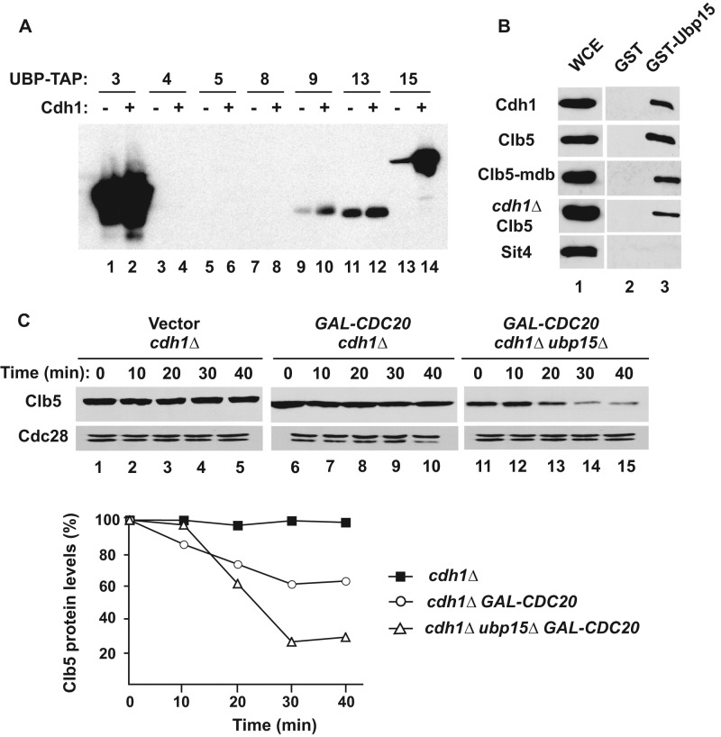 FIGURE 7: