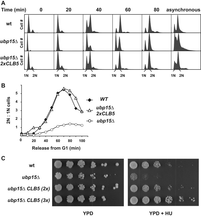 FIGURE 5: