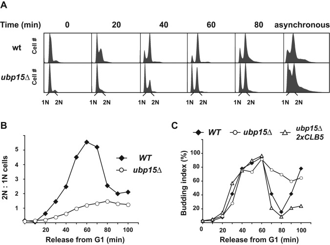 FIGURE 1: