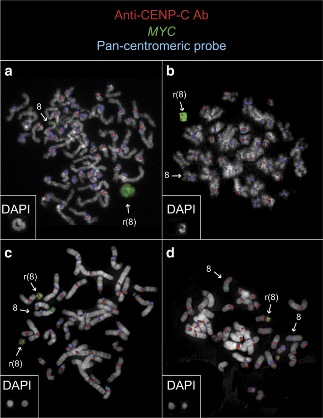 Fig. 3