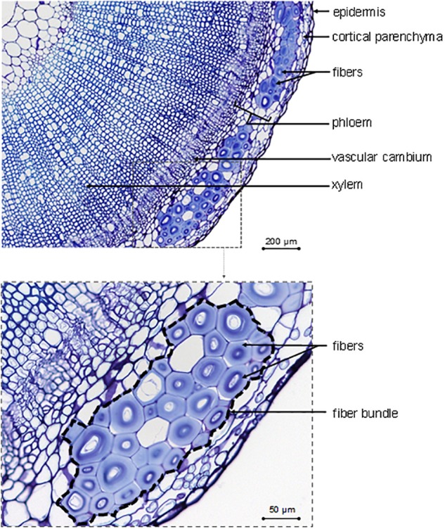 FIGURE 2