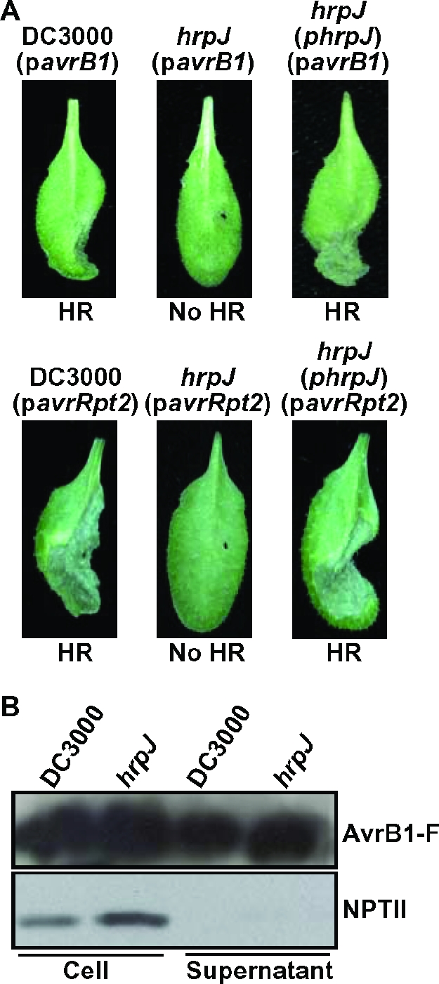 FIG. 4.