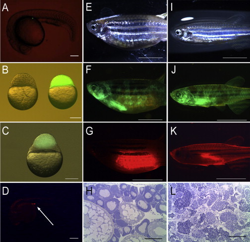 Figure 3