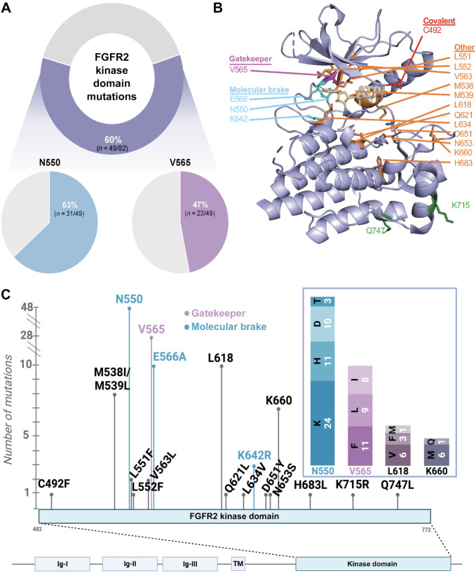 Figure 1. Landscape of acquired alterations on FGFR inhibitors. A, Frequency of FGFR2 kinase domain mutations on FGFR inhibitors. Ribbon diagram (B) and schematic (C) showing location and overall frequency of the secondary FGFR2 kinase domain mutations. (B, Created with PyMOL. C, Created with BioRender.com.)