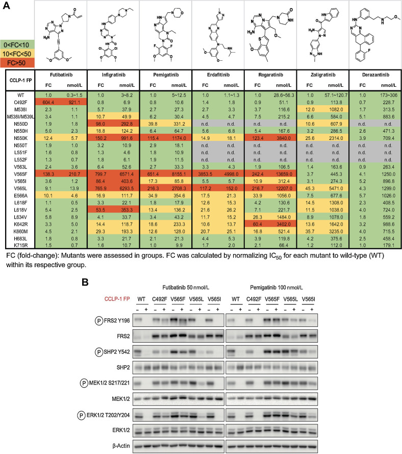 Figure 2. FGFR inhibitors show differential activity profiles against the spectrum of clinically observed FGFR2 kinase domain mutations. A, Activity profiles of the indicated FGFR kinase inhibitors against FGFR-dependent CCLP-1 cells expressing the FGFR2-PHGDH fusion (FP) with a WT kinase domain or with different FGFR2 kinase domain mutations. The table reports IC50 values and fold changes. Mutants were tested in groups. FC denotes fold-change of IC50 for FGFR2 mutant normalized to the IC50 for the WT kinase within an individual group. Each value was representative of the mean of two biological replicates. B, Immunoblot analysis of signaling proteins in CCLP-1 cells engineered to express the indicated FGFR2-PHGDH fusion alleles. Cells were treated with vehicle, 50 nmol/L futibatinib, or 100 nmol/L pemigatinib for 4 hours. (A, Created with ChemDraw.)