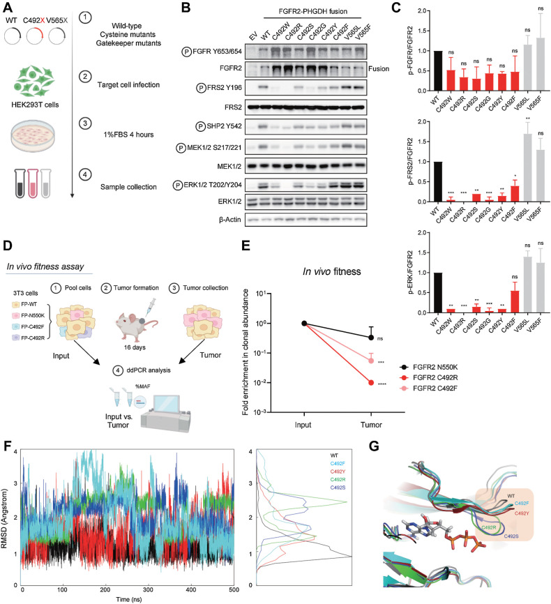 Figure 4. Mutation of FGFR2 C492 compromises FGFR2 signaling. A–C, Signaling analysis of FGFR2 fusion alleles harboring mutations of C492. A, Schematic view of signaling studies. 293T cells were engineered by retroviral transduction to stably express empty vector (EV) or the FGFR2–PHGDH fusion harboring a WT kinase domain, each mutation generated by single nucleotide changes at FGFR2 codon 492, or mutations at the gatekeeper (V565) residue. Immunoblot analysis of signaling proteins (B) and quantification (C). Quantifications were generated from two independent experiments. Data are shown as mean ± SD. Statistical comparison of WT vs. C492 variants by one-way ANOVA (C). D and E, Clonal fitness of cysteine mutations. D, Schematic view of in vivo fitness assay. NIH-3T3 cells engineered with the indicated mutants were pooled and injected subcutaneously into NSG mice. After 16 days, tumors were harvested and processed for ddPCR analysis. E, Clonal abundance of indicated mutants in vivo. Each point represents 3 replicates. Data are shown as mean ± SD. Statistical analysis of input versus tumor by unpaired t test. F–G, Molecular dynamics simulations of select FGFR2 C492 mutations. F, Fluctuations of the G-loop measured by root mean square deviation (RMSD). G, Representative structures from the simulation trajectory. (A and D, Created with BioRender.com. F, Created with R. G, Created with PyMOL.)