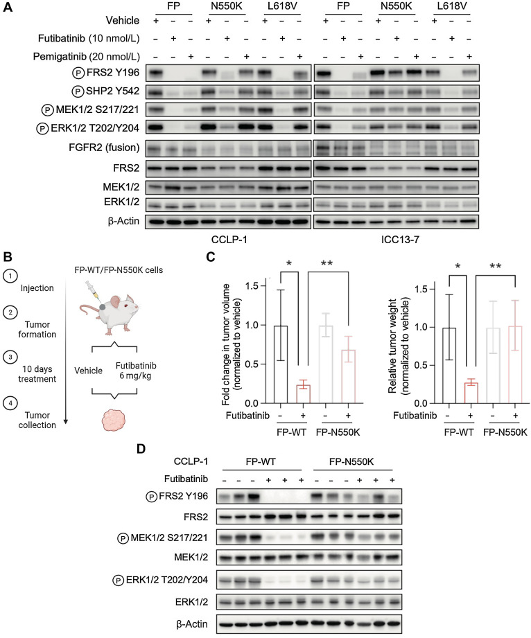 Figure 3. The recurrent molecular brake mutation, N550K, drives resistance to clinically achievable pan-FGFR TKI dose levels. A, Immunoblot analysis of signaling proteins in CCLP-1 or ICC13–7 cells engineered to express the FGFR2–PHGDH fusion protein with wild-type kinase domain or with the N550K or L618V mutations. Cells were treated with vehicle, 10 nmol/L futibatinib, or 20 nmol/L pemigatinib for 4 hours. B–D, In vivo assessment of futibatinib efficacy against the FGFR2 molecular brake mutation, N550K. B, Schematic diagram of experiment design. Mice harboring FGFR-dependent CCLP-1 xenografts expressing the indicated FGFR2-PHGDH fusion (FP) with a WT kinase domain or with the N550K mutation were treated with vehicle (n = 4) or futibatinib 6 mg/kg (n = 4) daily for 10 days. Treatment was started once tumors reached a volume approximately 200 mm3. C, Relative fold change of tumor volume (left) or tumor weight (right) compared with vehicle treatment at the end point. **, P < 0.01. Data are shown as mean ± SD. D, Immunoblot analysis of tumor lysates. Tumors were harvested 4 hours after the last dose of treatment. (B, Created with BioRender.com.)