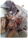 Figure 6