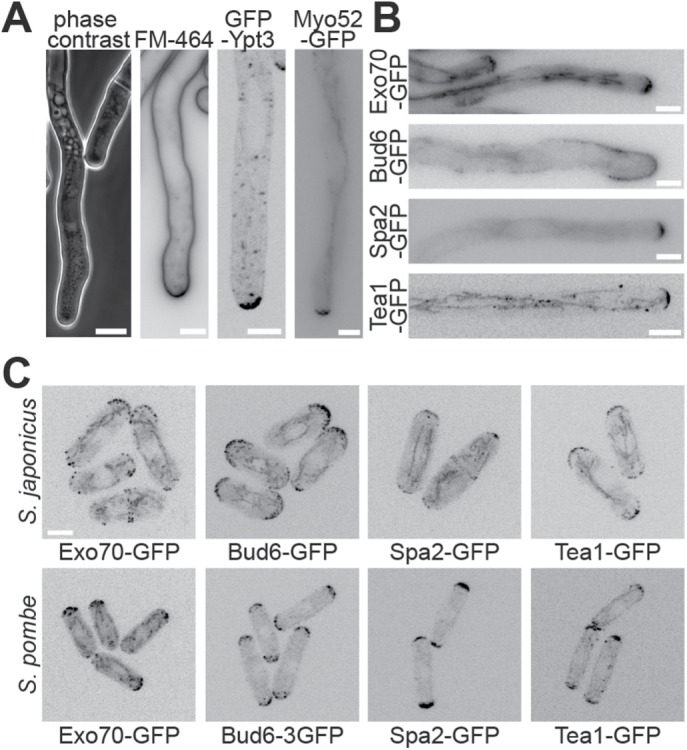 FIGURE 3: