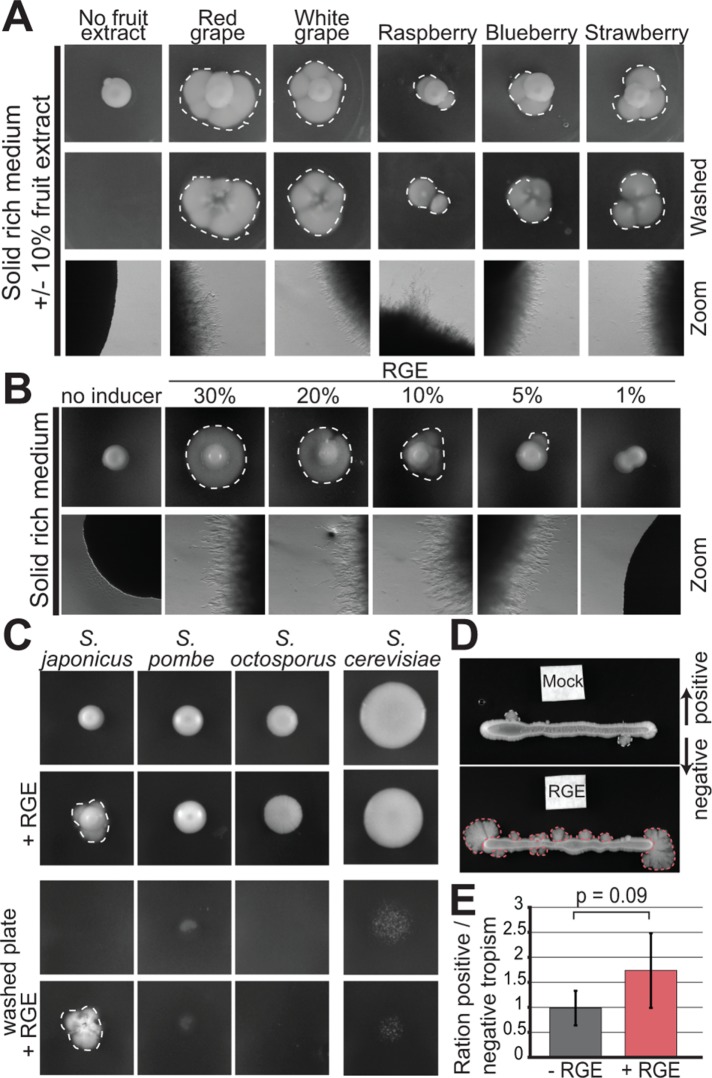 FIGURE 1: