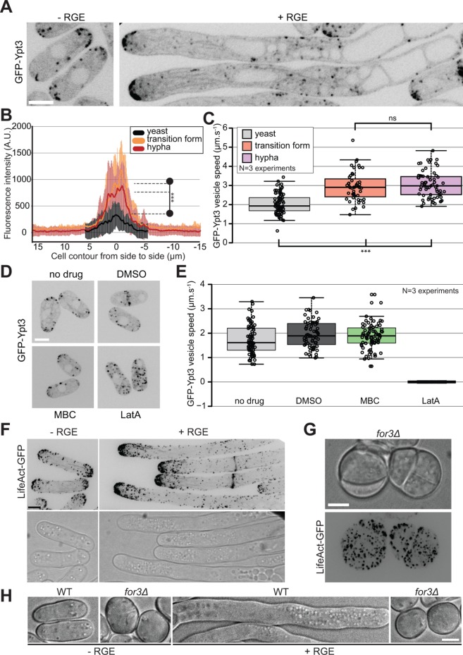 FIGURE 4: