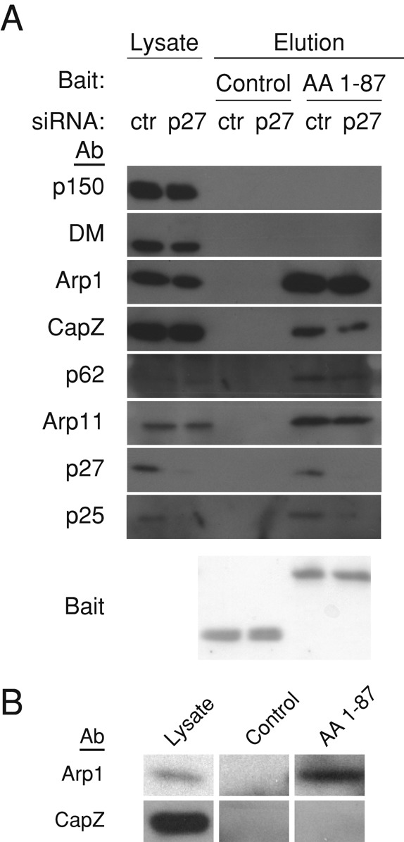 FIGURE 5: