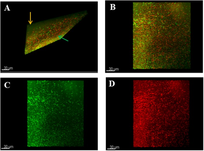 FIGURE 3