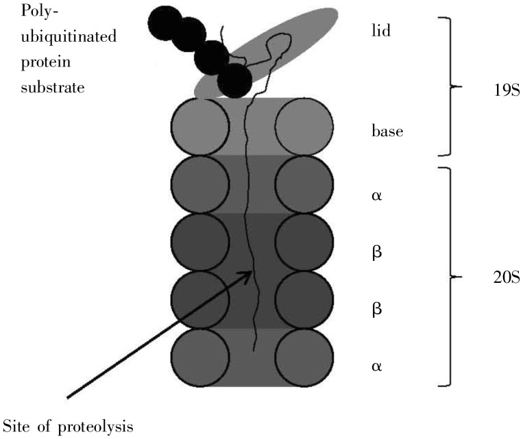 Figure 10.