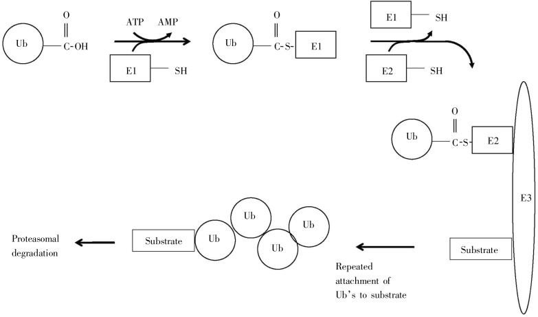 Figure 11.