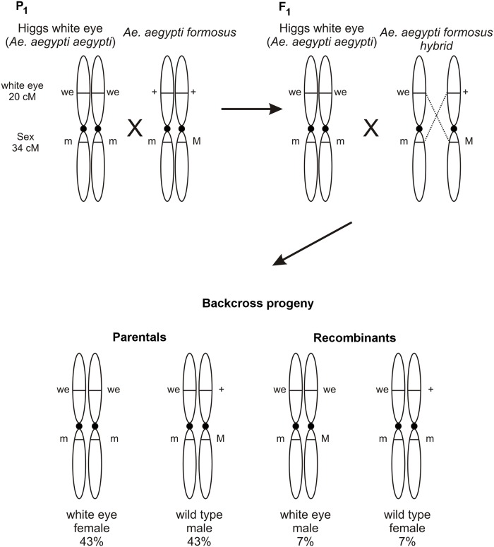 Fig 11