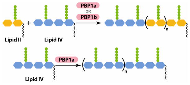 Scheme 3