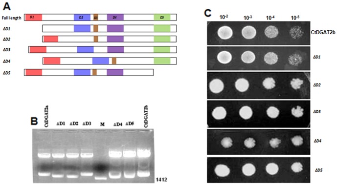 Figure 6