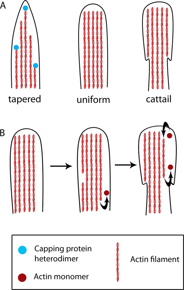 FIGURE 7: