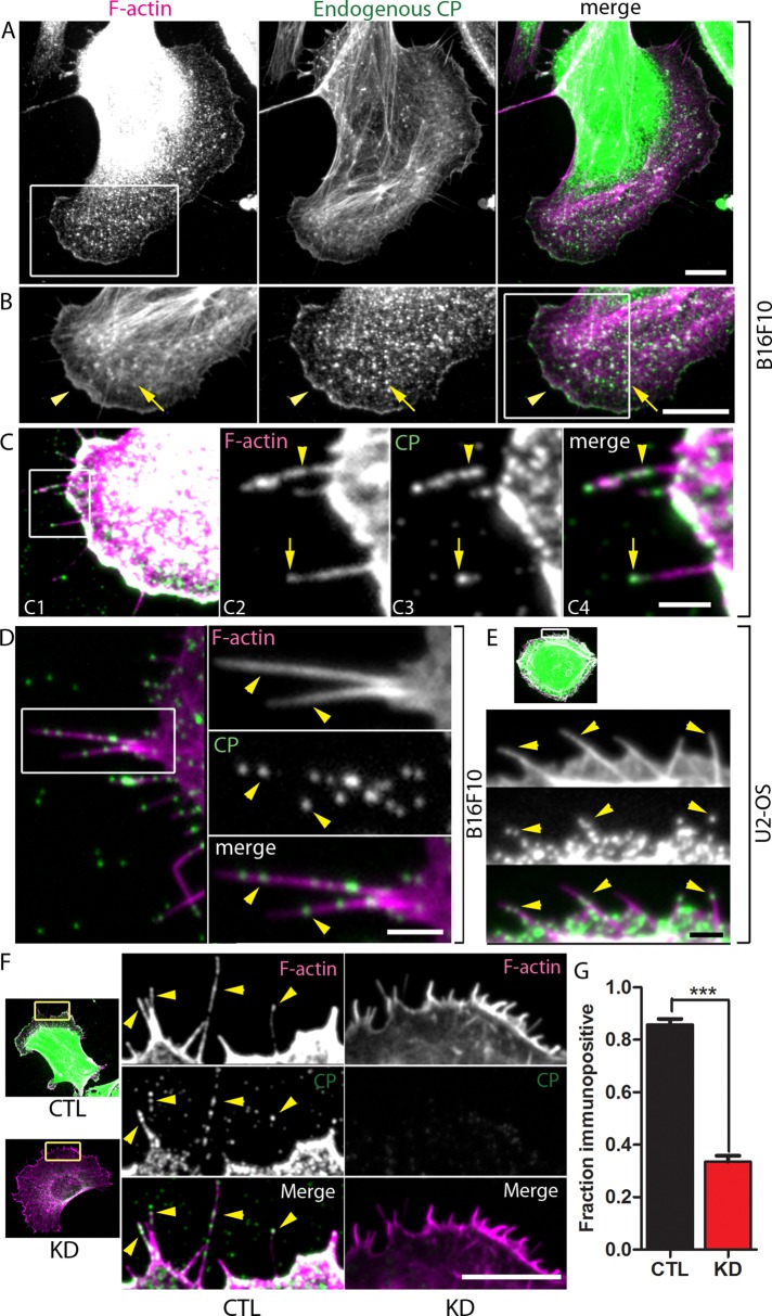 FIGURE 3: