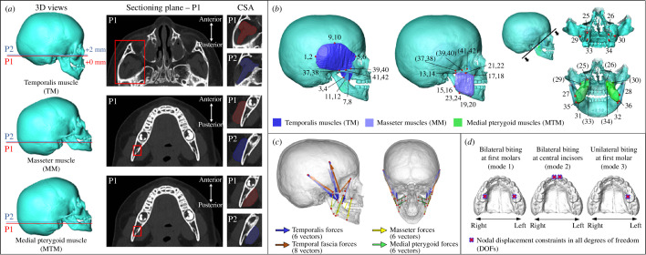 Identification of masticatory muscles and force vectors.