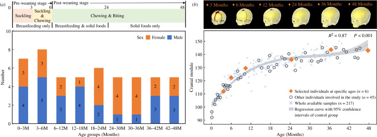 Details of the head CT dataset of normal individuals and average skull models used in this study.