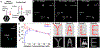 Figure 1 –