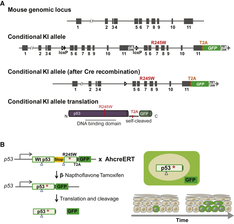 Figure 2