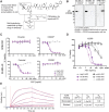 Figure 2. hL49 is a promising antibody backbone for ADCs directed to CD228-expressing cells. A, Structure of the mDPR-PEG12-gluc-MMAE drug-linker described in (16). B, Western blotting of CD228 CRISPR/CAS9-knockout cells (SK-MEL-5, SK-MEL-28), CD228-overexpressing cells (RPMI-7951) and corresponding control (C) cells. C, Viability of the cell lines in (B) incubated with increasing concentrations of mL49, cL49, or isotype control (hIgG1-ADC) ADCs for 96 hours. Results are representative of 3 experiments. D, Cytotoxicity assay performed as in (C). mAb1 (#271633; Santa Cruz); mAb2 (#893416; R&D), mAb3 (#363101; BioLegend). E, Sensorgram showing hL49 binding kinetics to serial CD228 concentrations (100–0.41 nmol/L) as determined by BLI. Global fit to a 1:1 Langmuir binding model was used to calculate the on-rate constant (kon), off-rate constant (koff) and KD values. Blue traces indicate processed data; red traces indicate fitted curves. Results are representative of 3 experiments.