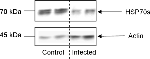 Fig. 7